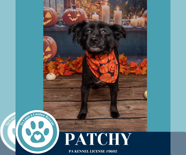 Medium Photo #3 Spaniel-Unknown Mix Puppy For Sale in Kimberton, PA, USA