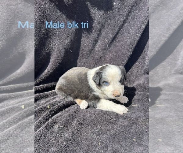 Medium Photo #16 Australian Shepherd Puppy For Sale in COTOPAXI, CO, USA