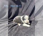Small #15 Australian Shepherd