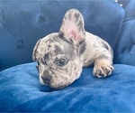 Small #10 French Bulldog