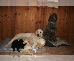 Father of the Goldendoodle-Poodle (Standard) Mix puppies born on 12/12/2021