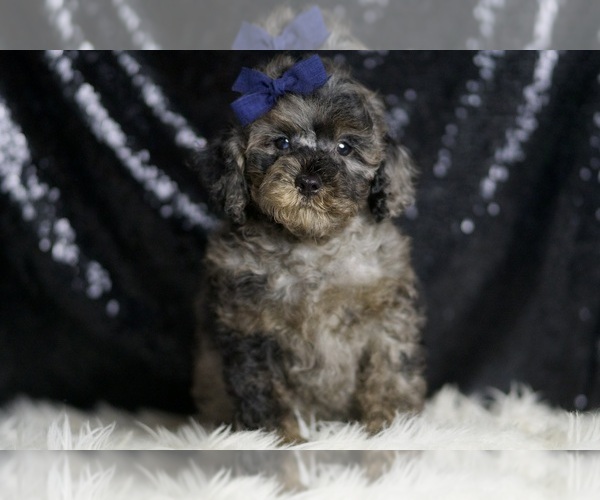 Medium Photo #64 Poodle (Toy) Puppy For Sale in WARSAW, IN, USA