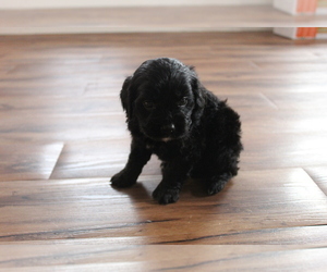 Cavalier King Charles Spaniel-Poodle (Toy) Mix Puppy for sale in EVART, MI, USA