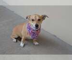Small Mutt