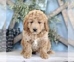 Small Photo #1 Goldendoodle (Miniature) Puppy For Sale in BIGLERVILLE, PA, USA