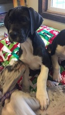 Great Dane Puppy for sale in COVINGTON, GA, USA