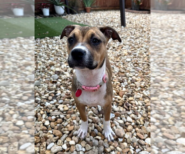 Medium Photo #1 Labrador Retriever-Unknown Mix Puppy For Sale in Royal Palm Beach, FL, USA