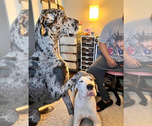 Medium Photo #2 Great Dane Puppy For Sale in Bullard, TX, USA