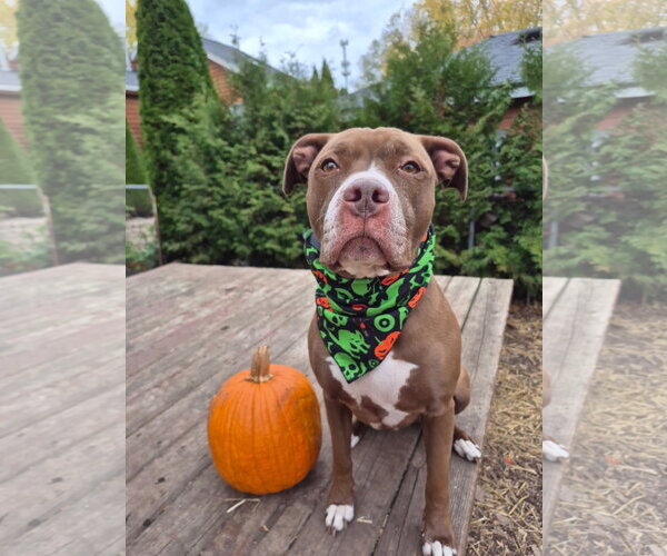 Medium Photo #26 American Pit Bull Terrier-American Staffordshire Terrier Mix Puppy For Sale in Techny, IL, USA