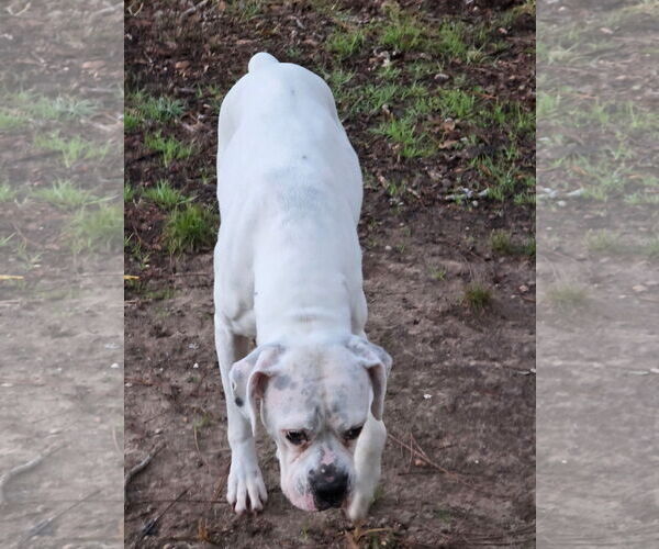 Medium Photo #5 Boxer Puppy For Sale in  Katy, TX, USA