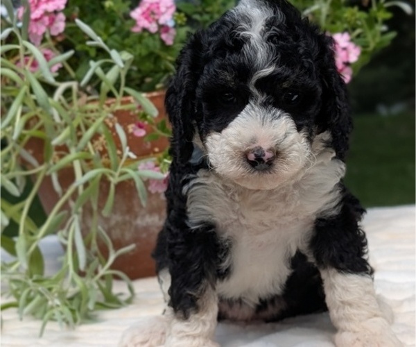 Medium Photo #6 Miniature Bernedoodle Puppy For Sale in GOSHEN, IN, USA