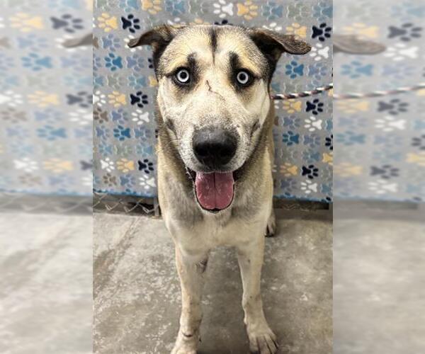 Medium Photo #1 Gerberian Shepsky Puppy For Sale in Rosenberg, TX, USA
