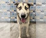 Small Gerberian Shepsky