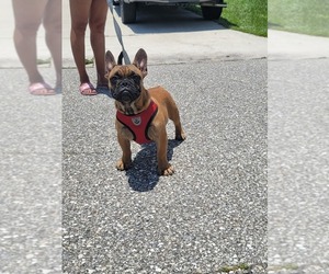 French Bulldog Dog for Adoption in NORTH PORT, Florida USA