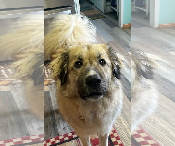 Medium Photo #2 Akbash-Anatolian Shepherd Mix Puppy For Sale in Tabernash, CO, USA