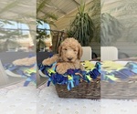 Small #1 Labradoodle
