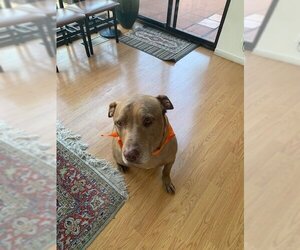 American Pit Bull Terrier-Labrador Retriever Mix Dogs for adoption in Santa Monica, CA, USA