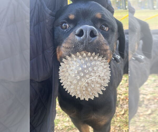 Medium Photo #40 Rottweiler-Unknown Mix Puppy For Sale in New York, NY, USA