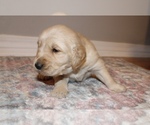 Small Photo #11 Golden Retriever Puppy For Sale in GRAND BAY, AL, USA