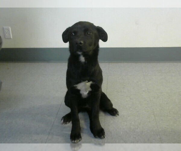 Medium Photo #1 Mutt Puppy For Sale in Big Bear City, CA, USA