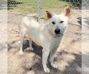 Labrador Retriever-Unknown Mix Dogs for adoption in Conroe, TX, USA