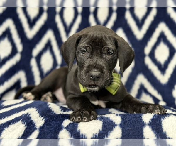 Medium Photo #2 Great Dane Puppy For Sale in LAKELAND, FL, USA