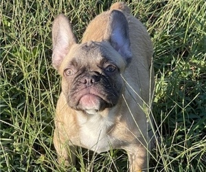 French Bulldog Puppy for sale in MIAMI, FL, USA