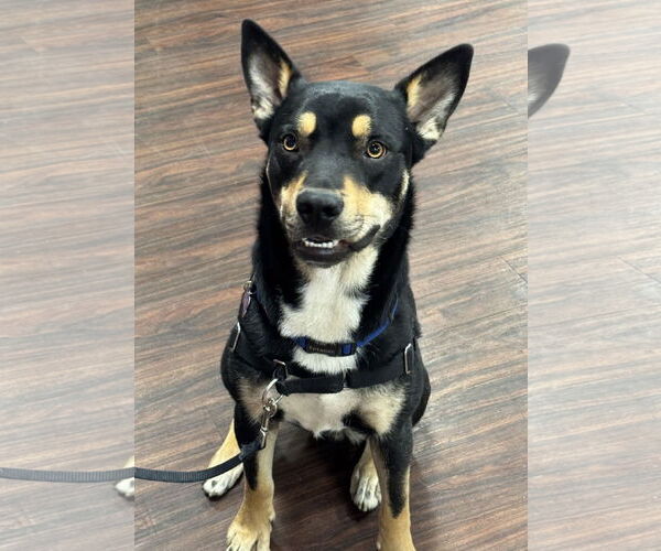Medium Photo #4 Huskies -Unknown Mix Puppy For Sale in Fort Worth, TX, USA