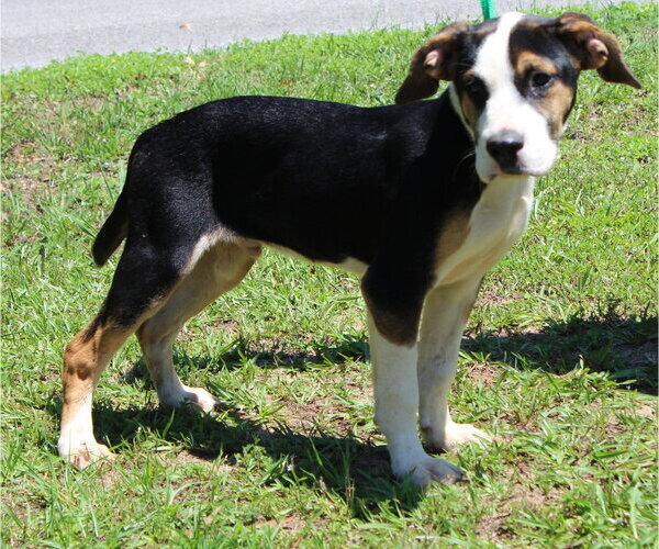 Medium Photo #2 Mutt Puppy For Sale in Prattville, AL, USA