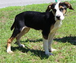 Small #1 Mutt