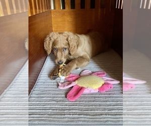 Goldendoodle-Poodle (Standard) Mix Puppy for sale in BANGOR, PA, USA