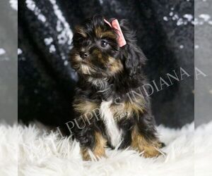 Maltipoo Puppy for sale in WARSAW, IN, USA