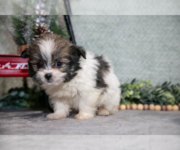 Medium Photo #5 Shiranian Puppy For Sale in SHILOH, OH, USA