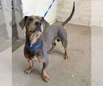 Small Dachshund Mix