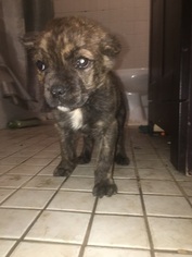 Cane Corso Puppy for sale in ATLANTA, GA, USA