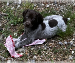 German Shorthaired Pointer Puppy for Sale in GREENVILLE, South Carolina USA