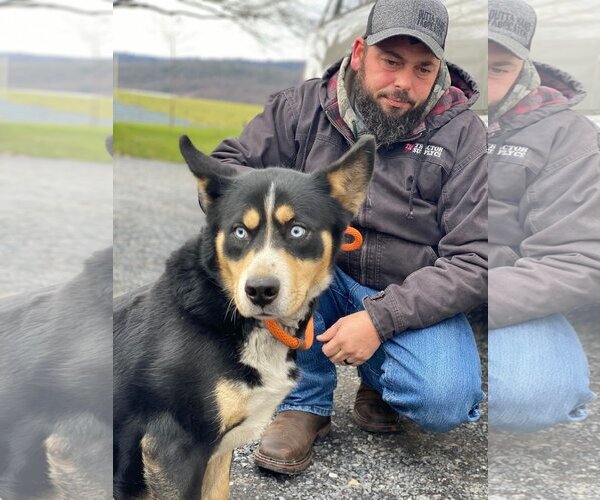 Medium Photo #4 Bernese Mountain Dog-Huskies  Mix Puppy For Sale in Lewistown, PA, USA
