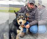 Small #3 Bernese Mountain Dog-Huskies  Mix