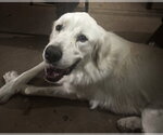 Small #1 Great Pyrenees
