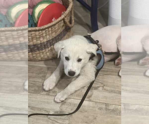 Medium Photo #3 Great Pyrenees Puppy For Sale in Dana Point, CA, USA