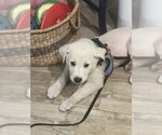 Small #2 Great Pyrenees