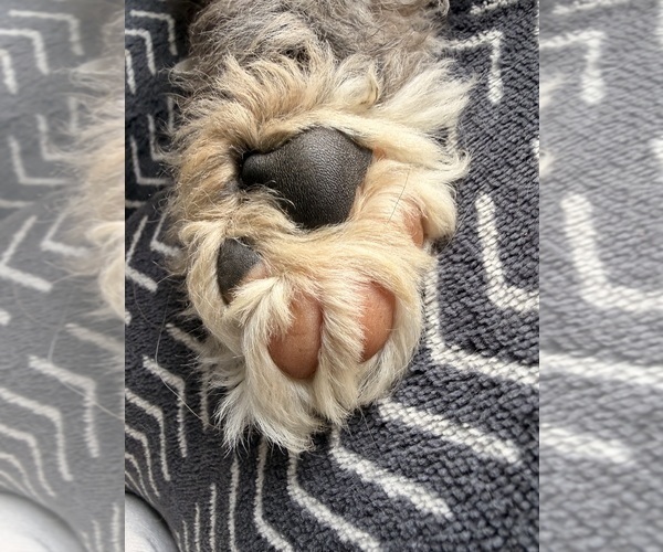 Medium Photo #3 Bernedoodle Puppy For Sale in CENTURIA, WI, USA