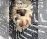 Small #2 Bernedoodle