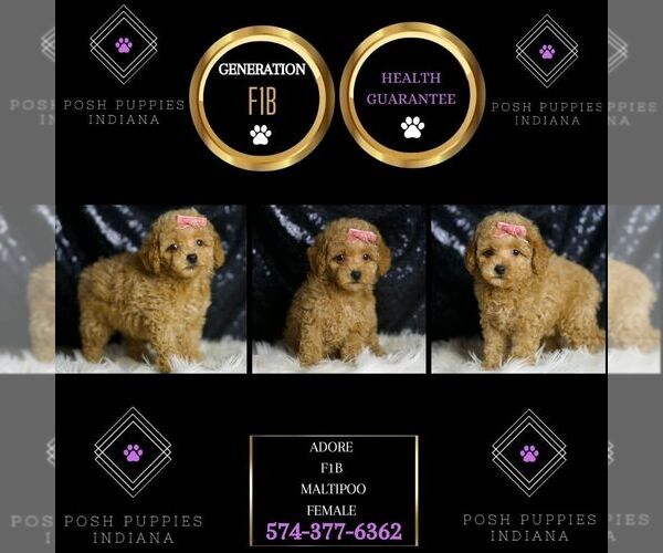 Medium Photo #2 Maltipoo Puppy For Sale in WARSAW, IN, USA