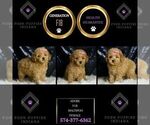 Small #1 Maltipoo