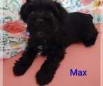 Small #3 Schnauzer (Miniature)