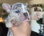 Puppy 1 French Bulldog