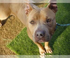 MATTHEW - Male American Staffordshire Terrier-Unknown Mix Dog for Adoption - Photo #2