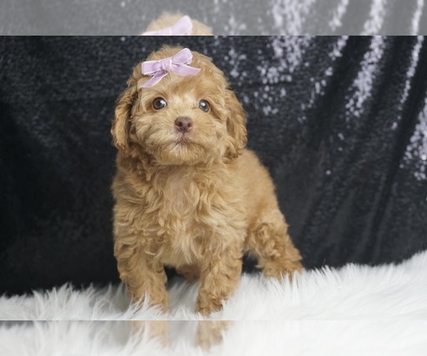 Medium Photo #7 Poodle (Toy) Puppy For Sale in WARSAW, IN, USA