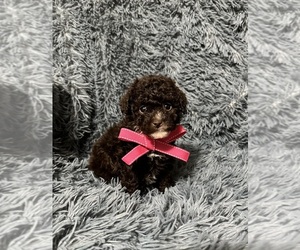 Cavapoo (Toy) Puppy for sale in JEFFERSONVILLE, IN, USA